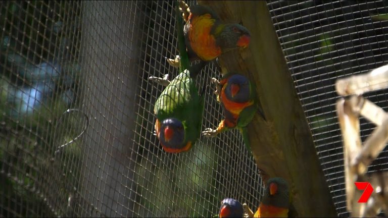 Spectacular birdlife at the Nambour Rainforest Holiday Village