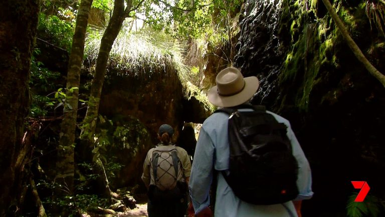 Twin Falls Walk, Springbrook