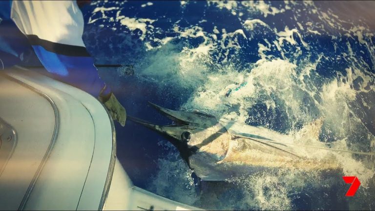 Chasing marlin off the Gold Coast