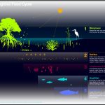 Mangrove graphic for website blurb