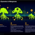 Mangrove graphic2