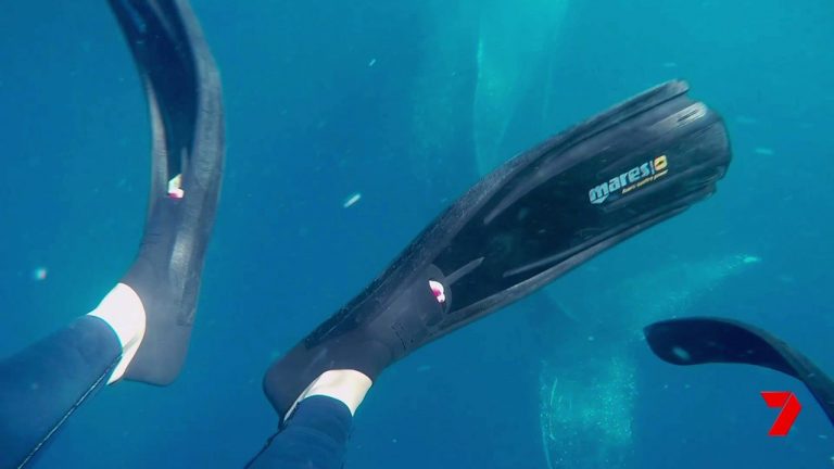 SunReef Whale Swim