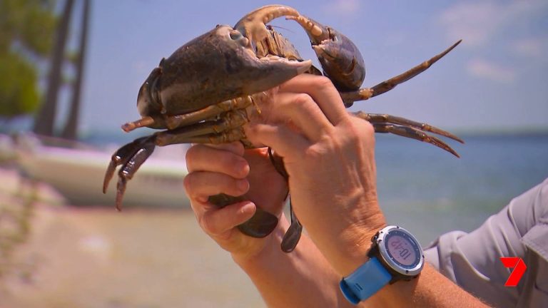 How to crab in Queensland