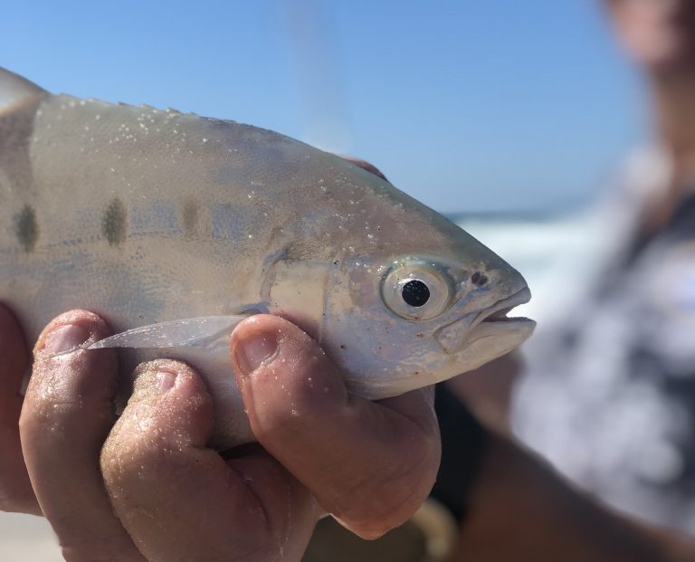 Fishing checklist for Rainbow Beach