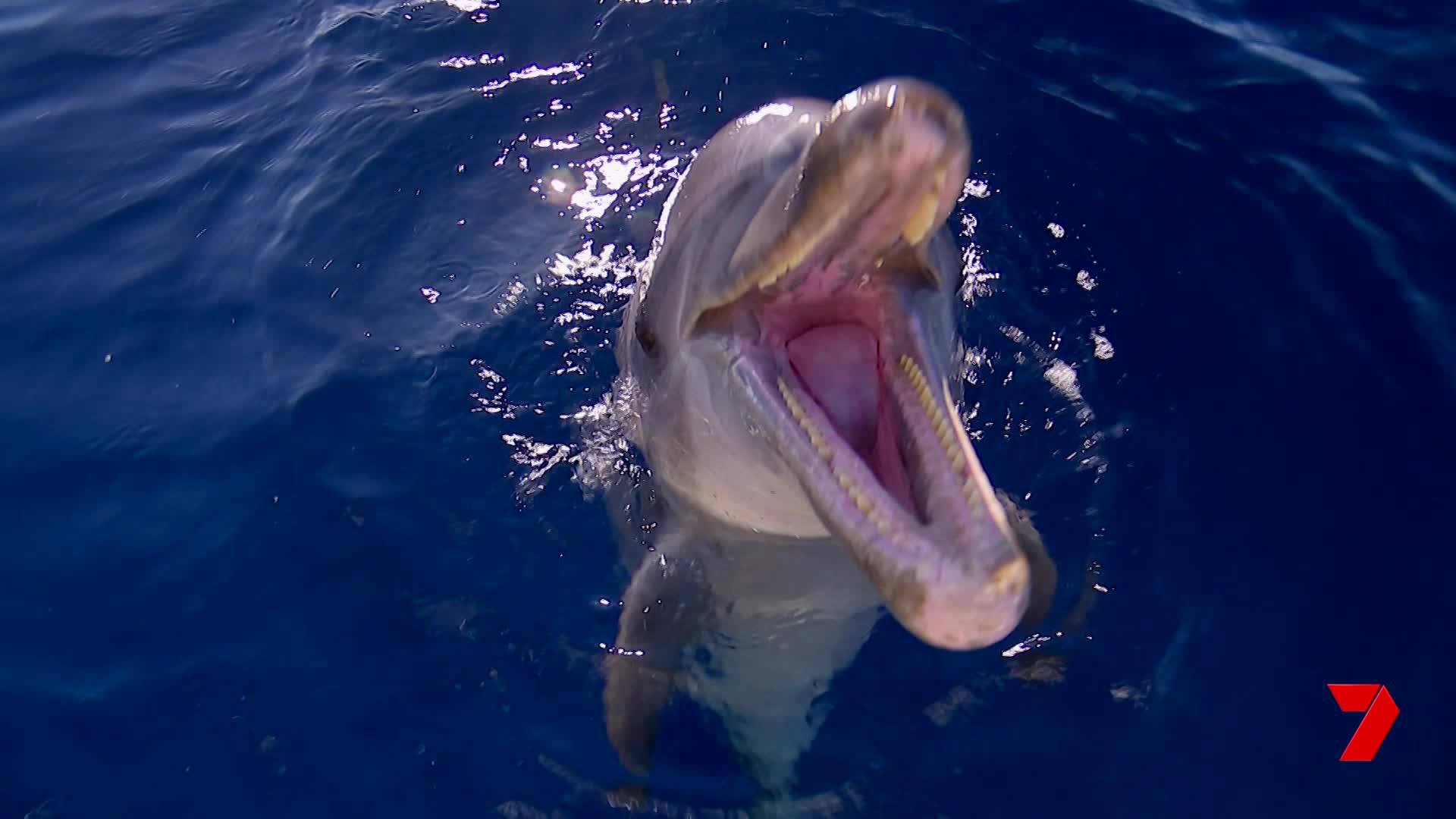 Dolphin Vore