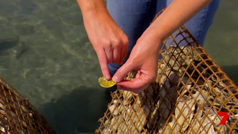 How to protect fish habitats through oysters