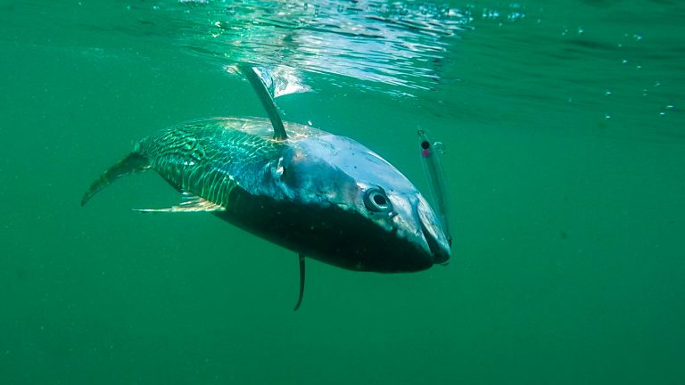 Jigging in Tin Can Bay