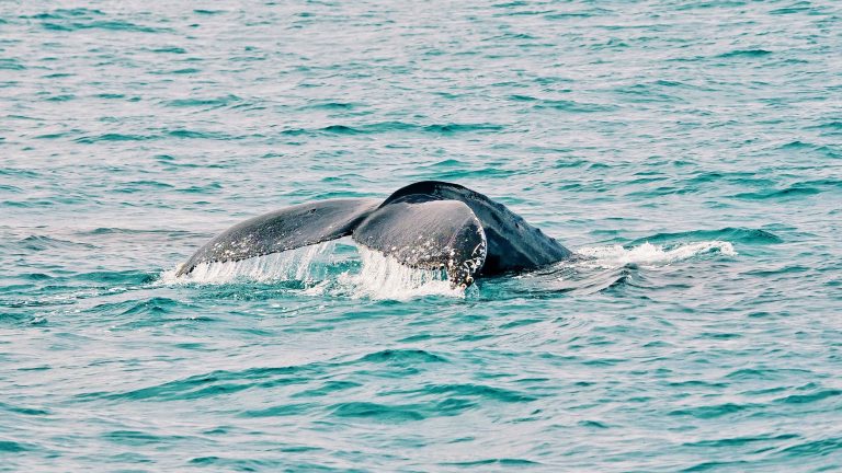 An intimate experience with Whales in Hervey Bay