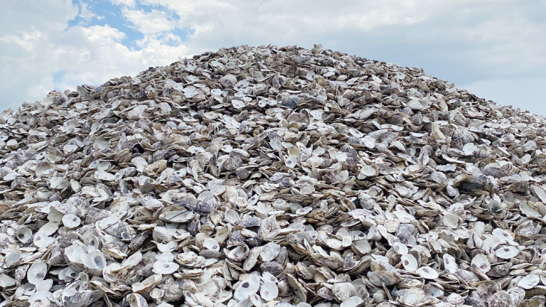 Moreton Bay Shellfish Reef Restoration