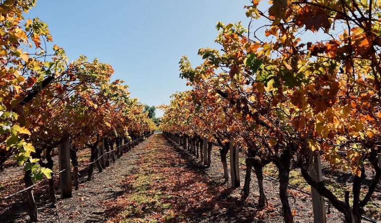 The Outback Town Turning Water into Wine 